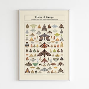 Affiche photo éducative scientifique pour l'identification des espèces de papillons de nuit, art mural vintage nature, impression papillon insecte, décor diversité entomologique