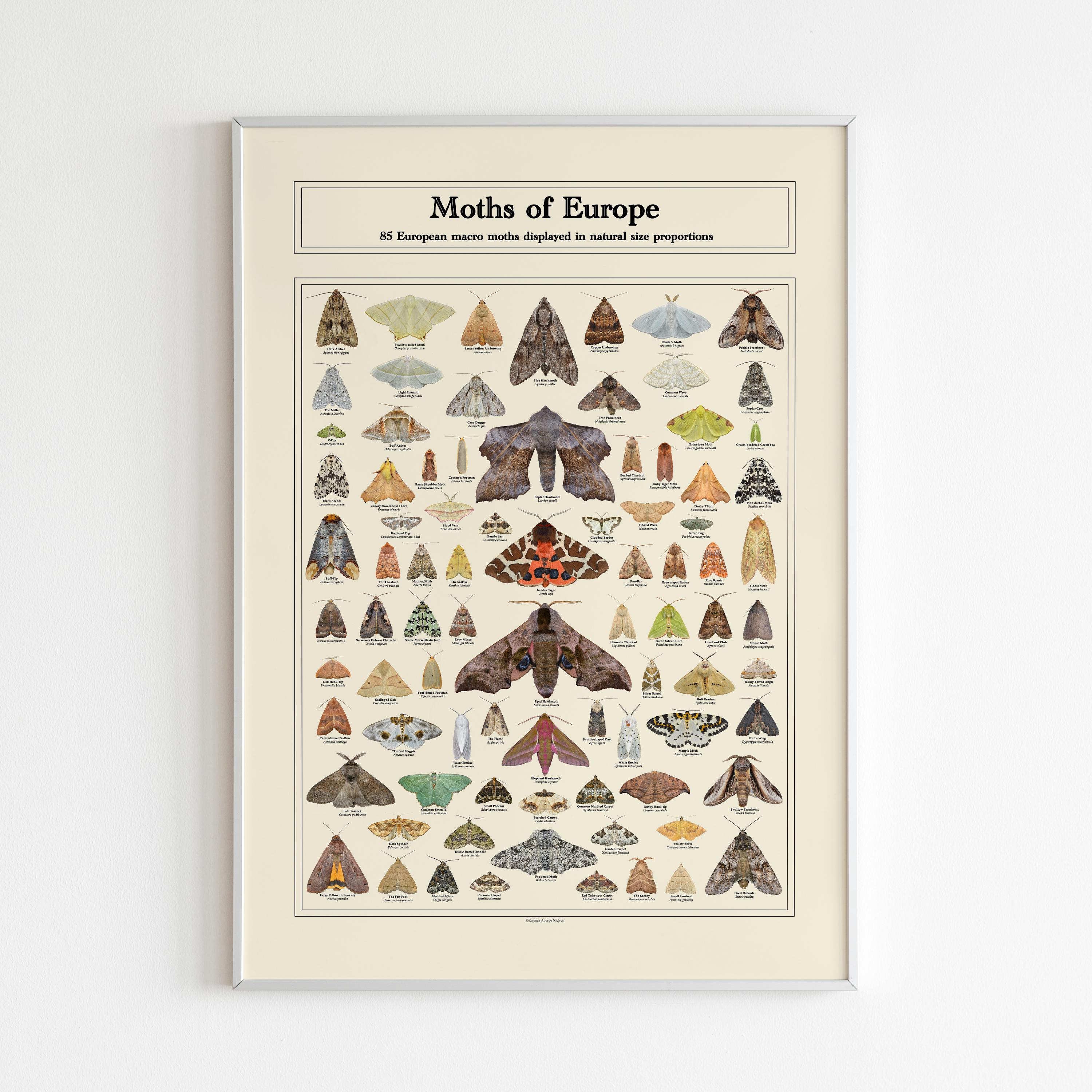 Educational scientific moth species identification photo poster, Nature vintage wall art, Insect butterfly print, Entomology Diversity decor