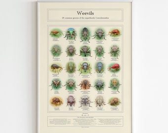 Educational scientific weevil species identification photo poster, Nature vintage wall art, Insect beetle print, Entomology diversity decor