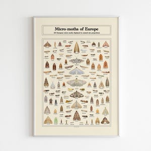 Affiche photo scientifique éducative d'identification d'espèce de micro-mites, art mural vintage nature, impression papillon insecte, décor entomologie