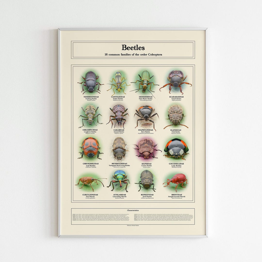 Beetle Insect Identifier Educational Beetle Species Identification Photo Poster, Nature Vintage ...