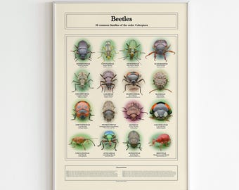 Educational beetle species identification photo poster, Nature vintage wall art, Insect coleoptera print, Entomology diversity science decor