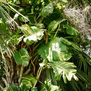 May include: Close-up of tropical foliage featuring large, variegated green leaves with yellow patterns. The leaves are broad and textured, with a mix of solid and patterned areas. The image also includes palm fronds and a tree trunk.