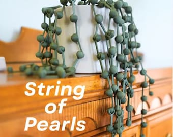 String of Pearls Plant | 3D Printed Chic Charm