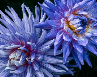 Blue Dahlias