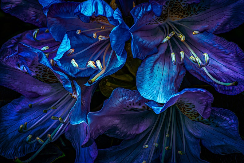 Rhododendron In Blue zdjęcie 1