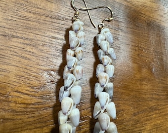 Kauai cone shell earrings, gold filled ear wire, Kahealani shell, puka shell, momi shell, niihau lei, hawaiian seashell, shell gems
