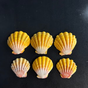May include: Six yellow and white seashells with a fan-like shape are arranged on a black surface. The shells have a ribbed texture and a gradient of colors, transitioning from yellow to white and pink.