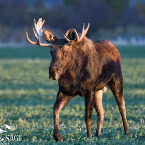 Moose Photo, Moose Picture, Moose Photography, Wildlife Photography, Home Decor, Cabin Decor, Idaho Photo, Digital Download