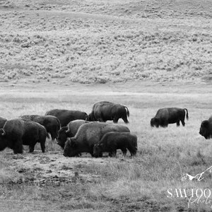 Buffalo Photo, Bison Picture, Buffalo Photography, Wildlife Photography, Home Decor, Cabin Decor, Buffalo Canvas, Buffalo Metal Print, Bison