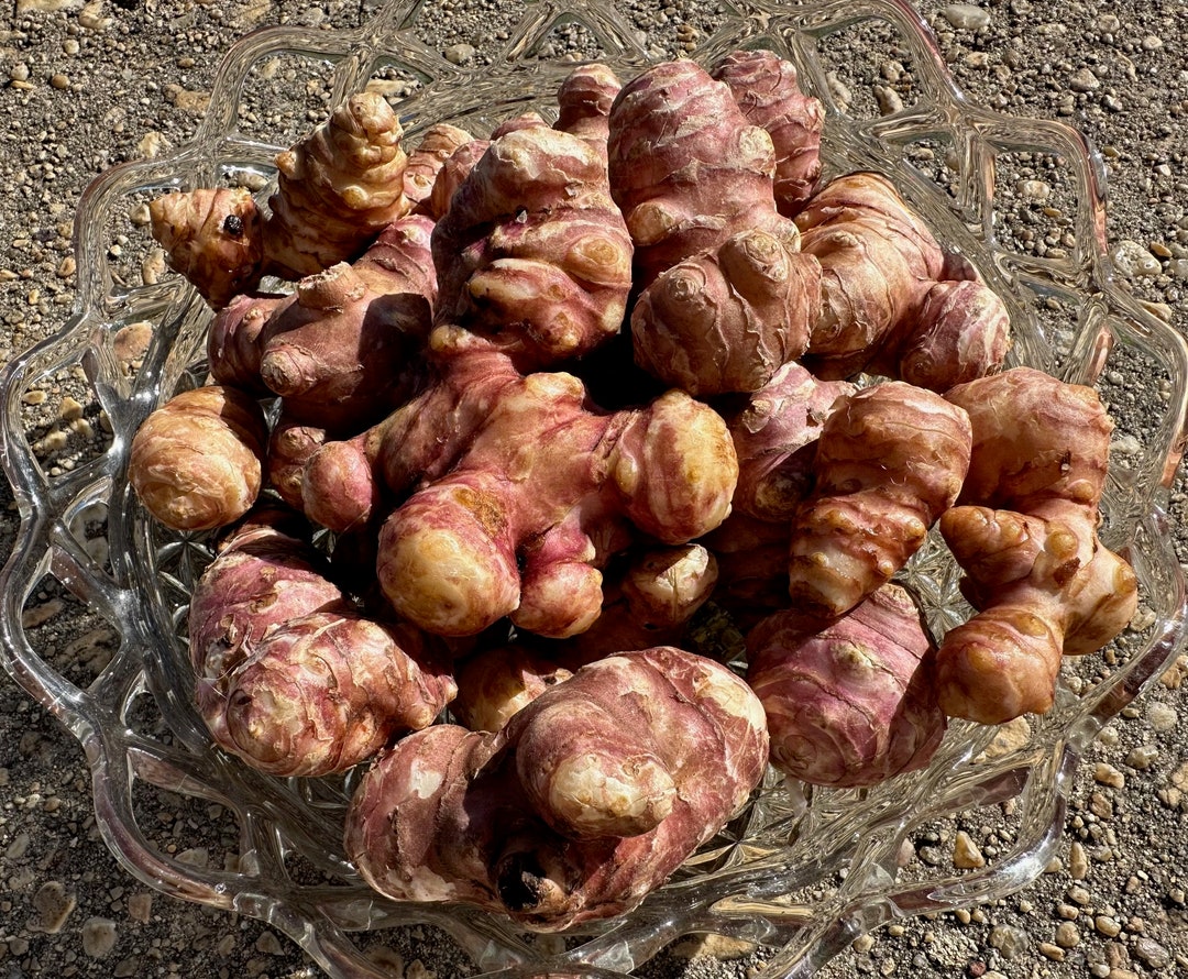 Snchoke Red Sunchoke Tubers or Jerusalem Artichoke Sprouted - Etsy
