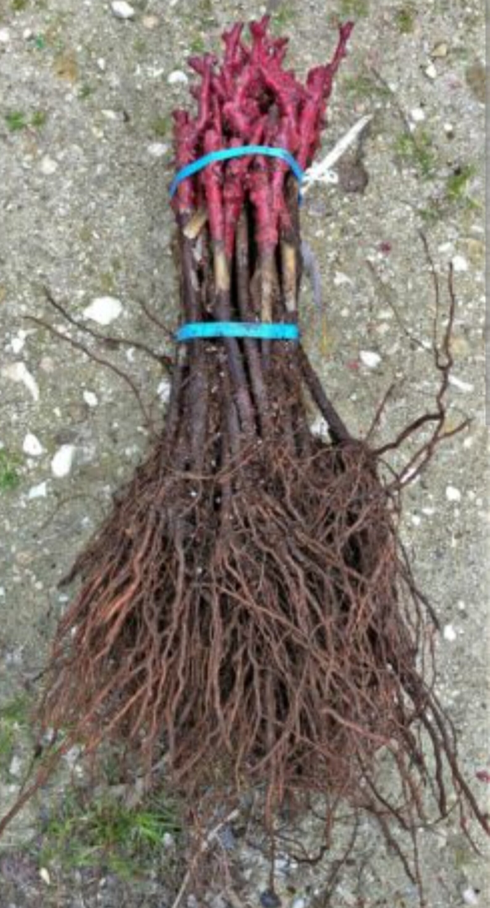 Alive Roots 3 Gapes Alive Plant With Roots. Seedless Variety's. 100% Succes. Have ...