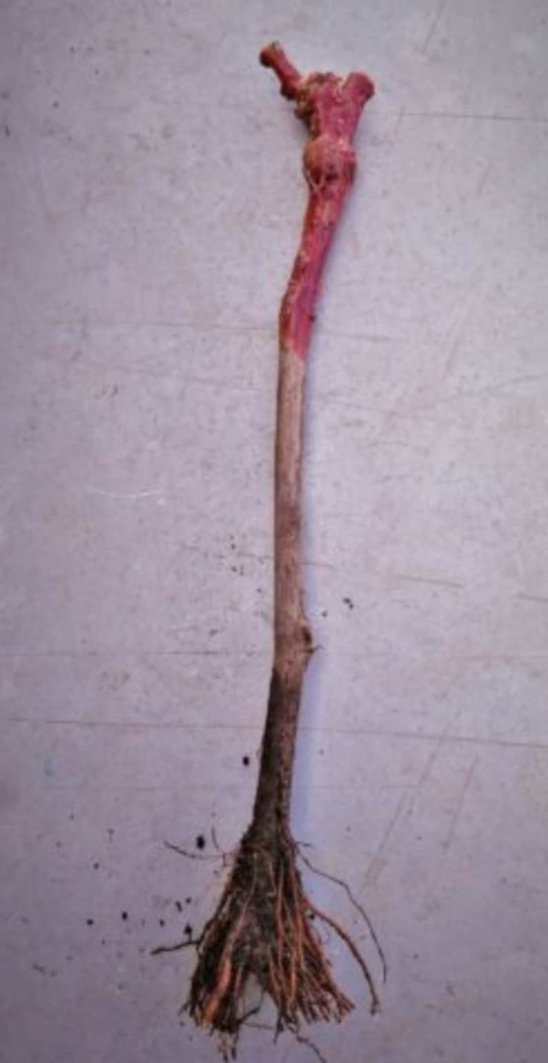 Alive Roots 3 Gapes Alive Plant With Roots. Seedless Variety's. 100% Succes. Have ...
