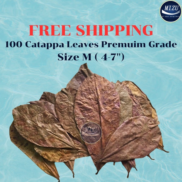 Free Shipping : 100 leaves- Catappa Leaves Premuim grade Size M (4-7"), Indian Almond Leaves , Ketapang Leaves, Catappa Leaves ,fish,betta