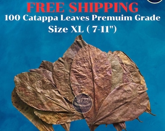 Free Shipping : 100 leaves- Catappa Leaves Premuim grade Size XL (7-11"), Indian Almond Leaves , Ketapang Leaves, Catappa Leaves ,fish,betta