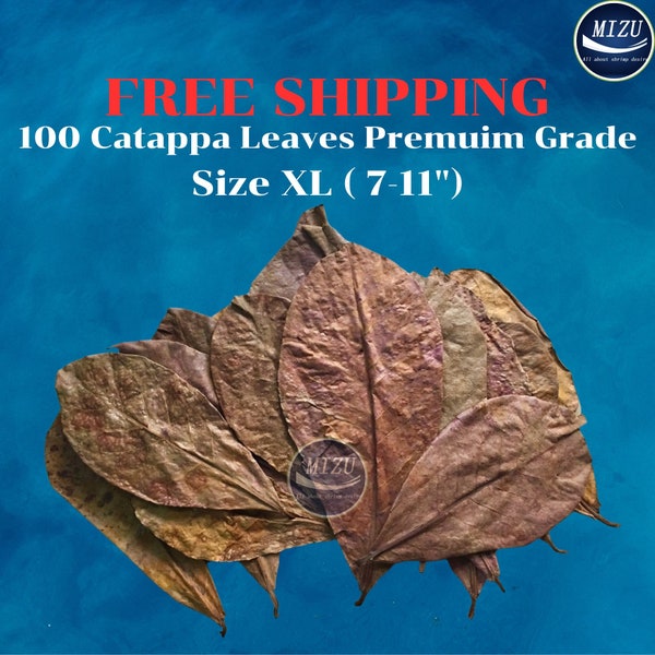 Free Shipping : 100 leaves- Catappa Leaves Premuim grade Size XL (7-11"), Indian Almond Leaves , Ketapang Leaves, Catappa Leaves ,fish,betta
