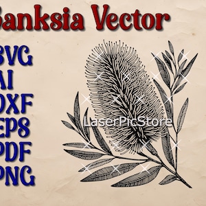 May include: Black and white vector illustration of a Banksia flower with leaves. The image includes the text "Banksia Vector" and "LaserPicStore".