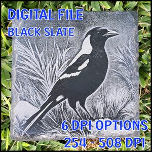 Puede incluir: Baldosa de pizarra negra con un grabado detallado de un pájaro en un campo de hierba. El texto "DIGITAL FILE BLACK SLATE" y "6 DPI OPTIONS 254-508 DPI" están en azul. El pájaro es blanco y negro.