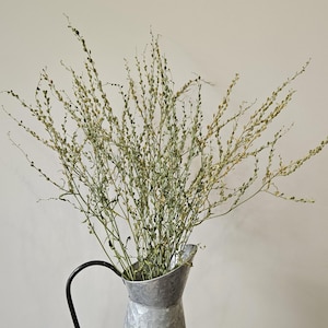 May include: A galvanised metal pitcher with a black handle containing a large arrangement of dried, light green, thin-stemmed plants with small, round, seed-like pods attached along the length of each delicate, branching stem.