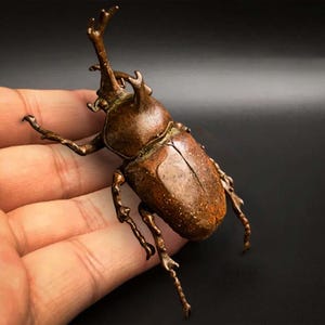 Pure Copper Beetle, Antique Copper Tea Play Insect, Study-Office Decor, Tea Pet Decor For Living Room, Handicraft Gift Collection.