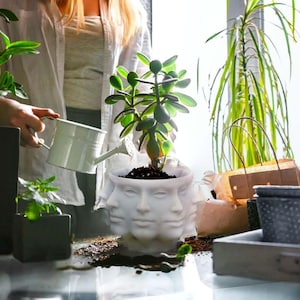 Può includere: Un vaso di ceramica bianca con più facce contiene una pianta di giada. Una persona innaffia la pianta con un piccolo annaffiatoio bianco. Altre piante e vasi sono visibili sullo sfondo.