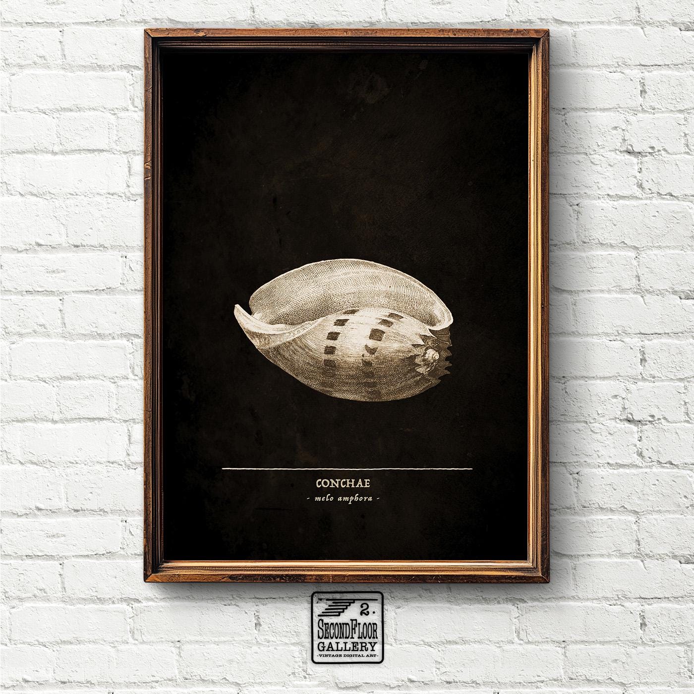 Artistic study of Melo amphora seashell with Latin taxonomy | Vintage Drawing Print | Wall Art | Digital Download | 25-225