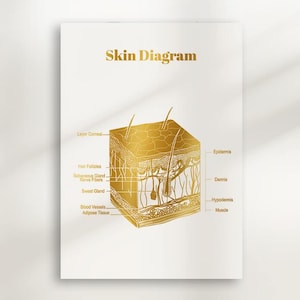 Afdrukbare poster met huiddiagram | Muurkunst huidanatomie voor schoonheidsspecialisten, dermatologen en medische spa's | Educatief decor dermatologie