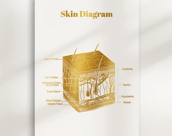 Skin Anatomy Diagram Poster: Gold Esthetician Decor (Digital Download)