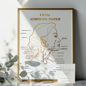 Facial lymphatic drainage chart with gold design, ideal for wellness clinics and beauty professionals