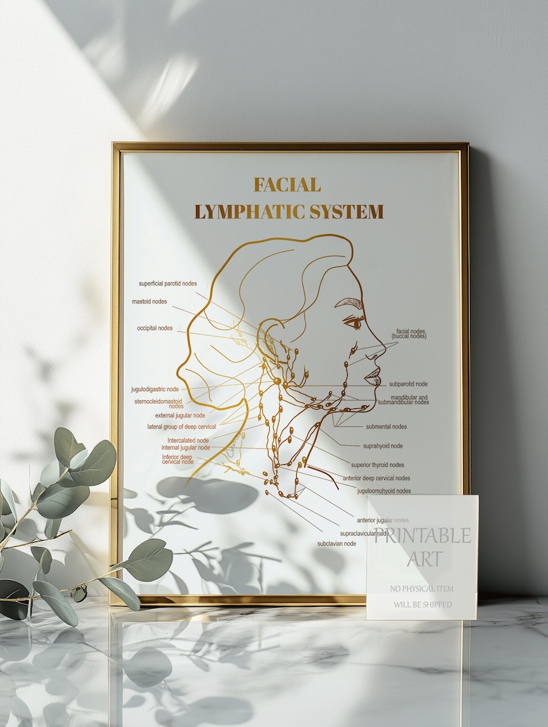 Facial lymphatic drainage chart with gold design, ideal for wellness clinics and beauty professionals