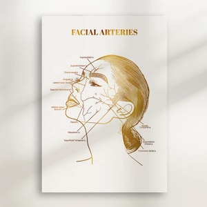 Póster con diagrama de arterias faciales para imprimir / Arte mural de anatomía facial para esteticistas, spas médicos, profesionales de la cosmética / Arte educativo