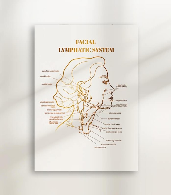 Facial Lymphatic System Diagram: Gold Anatomy Art (Digital Download)