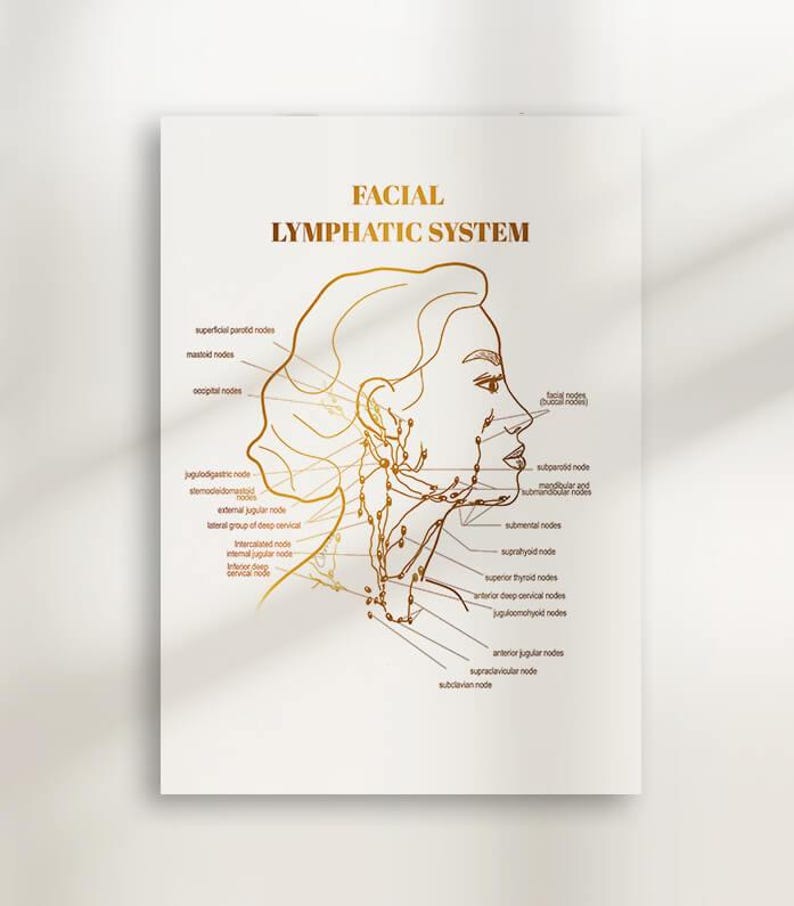 Printable gold facial lymphatic system diagram for estheticians and medical spa decor