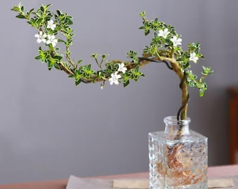 Serissa japonica, planta hidropónica en maceta, planta ya enraizada, bonsái de escritorio