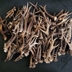 RANDOM CHEAP roe deer antlers,sheds - craft, decor, knife making supplies! Health good quality roe deer antlers pair or single, present gift