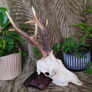 REAL Roe Deer Skull with HUGE Antlers - Unique Large Roe Deer Antlers, Rustic Decor, Authentic Collectible Wildlife Skull for Home Display