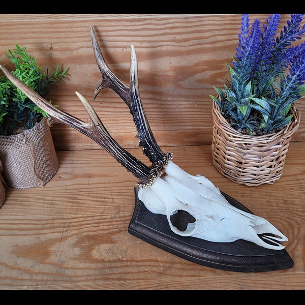 Real Roe Deer Skull & Antlers Mounted on Rustic Wooden Board - Unique Natural Decor, Taxidermy Wall Art, Cabin Chic Home Accent, gift, hunt