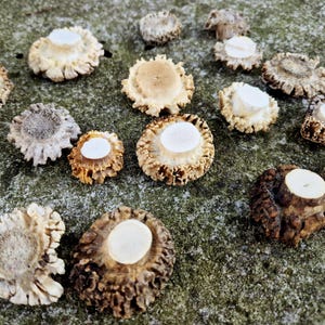 Roe deer antler burr, authentic base for jewelry making and rustic decor