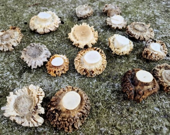 Ponta de chifre de corça, base autêntica para confecção de joias e decoração rústica.