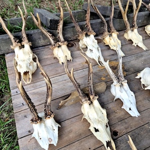 May include: Several deer skulls with antlers are displayed on a wooden surface. The skulls are a creamy white, and the antlers are shades of brown. The arrangement evokes a natural or rustic aesthetic.