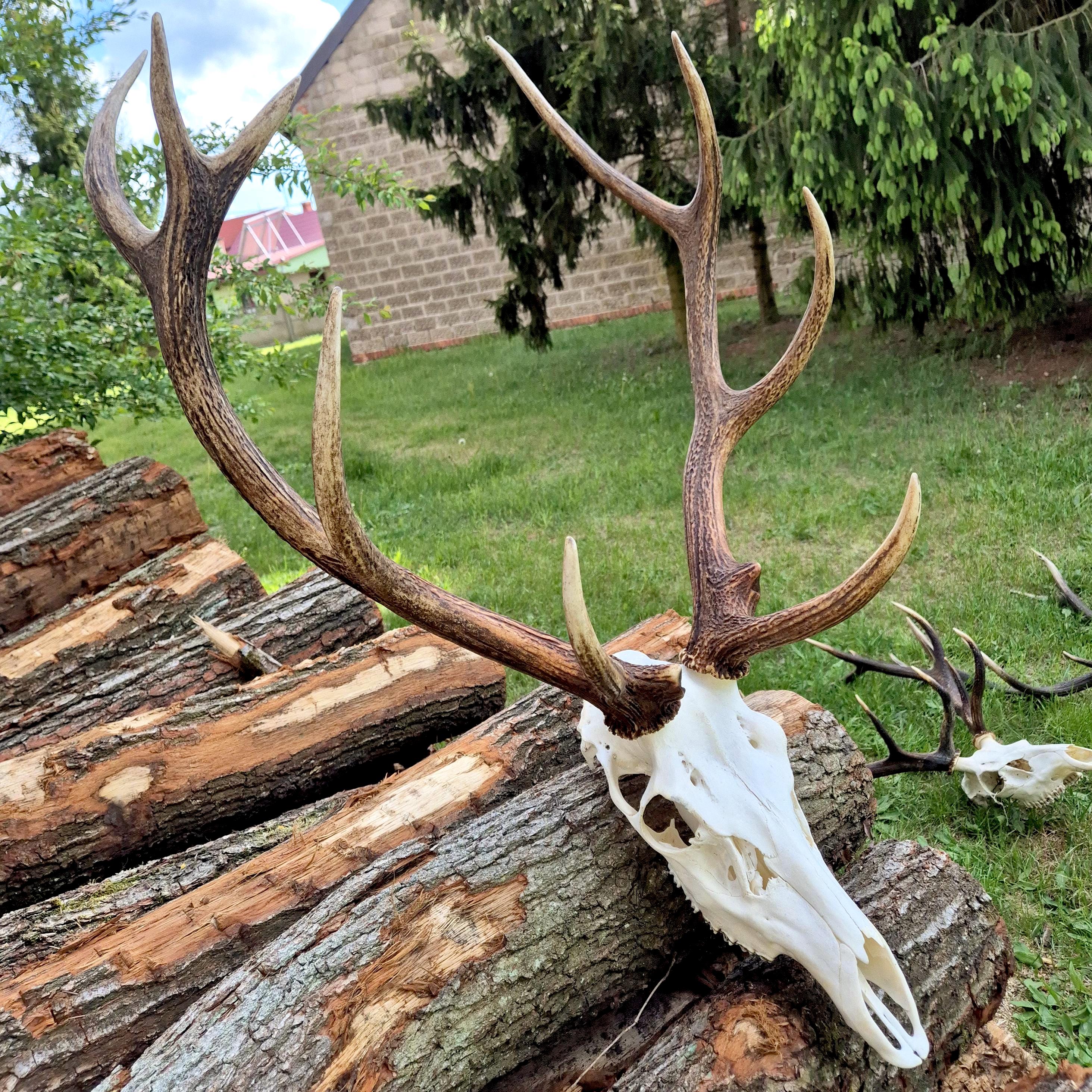 Red Deer Trophy Mount, European Stag Skull for Rustic Cabin Wall