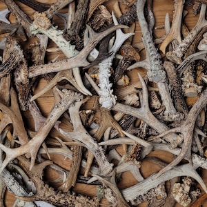 RANDOM REAL Roe Deer ANTLERS - cheap natural sheds for crafts & decor - antlers for knives - low price antlers sheds - gift for nature lover