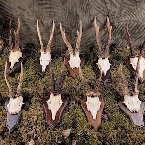 Real Roe Deer Skull witch Antlers on Wooden Board - Unique Rustic Decor Piece for Nature Enthusiasts! Handcrafted Art, Gift for grandpa, art