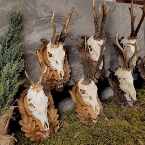 Authentic Roe Deer Skull on Hand-Carved Wood | Nature-Inspired Wall Art | Rustic Luxury Home Decor | One-of-a-Kind Conversation Piece