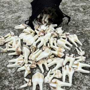Puede incluir: Una colección de numerosos dientes de animal de color blanco roto con manchas marrones, esparcidos frente a una pequeña bolsa negra con cordón. Los dientes varían en tamaño y forma, presentando múltiples raíces y coronas texturizadas.