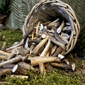 Red deer antler tips, cut points for bushcraft knife handles and pendants