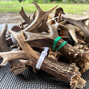 May include: A collection of brown deer antlers bundled together with white plastic zip ties and green rubber bands. The antlers feature textured, ridged surfaces and pointed tines, with some showing rough, porous bases where they detached.