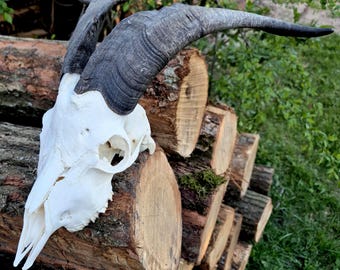 Goat Skull Horned animal for Rustic Wall Decor - Real Bone Osteology Display