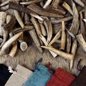 Punten van edelhertengewei: natuurlijke tandpunten voor kettingen en knutselen