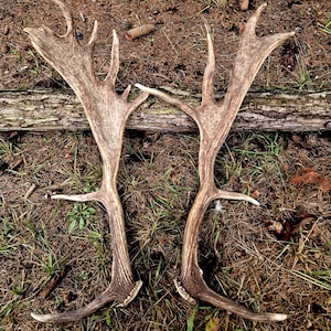 May include: Two large, naturally shed deer antlers with a light brown color and multiple points. The antlers are lying on a bed of brown grass and pine needles, with a fallen log in the background. The antlers are a natural home decor item.